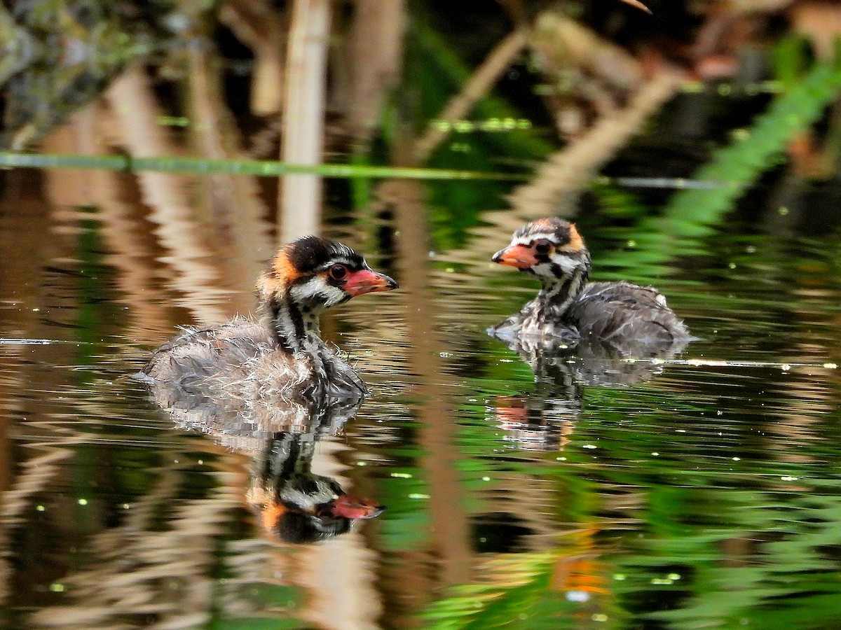 Pied-billed Grebe - ML623697674