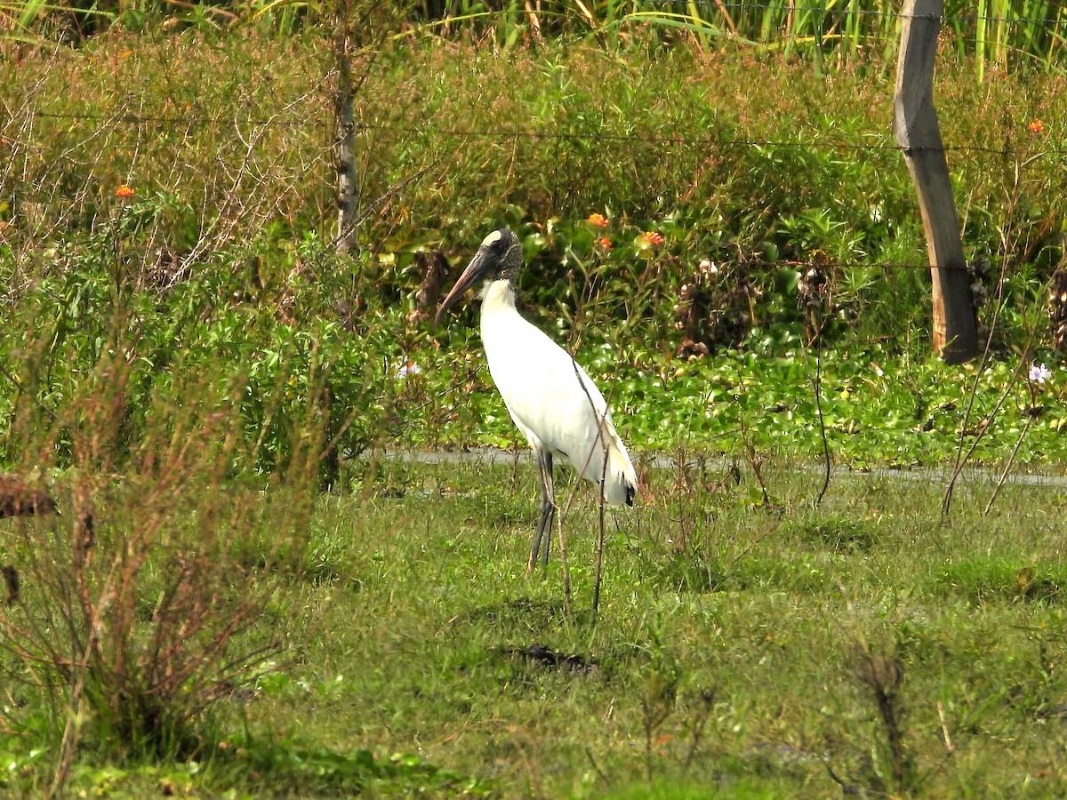 Wood Stork - ML623697681