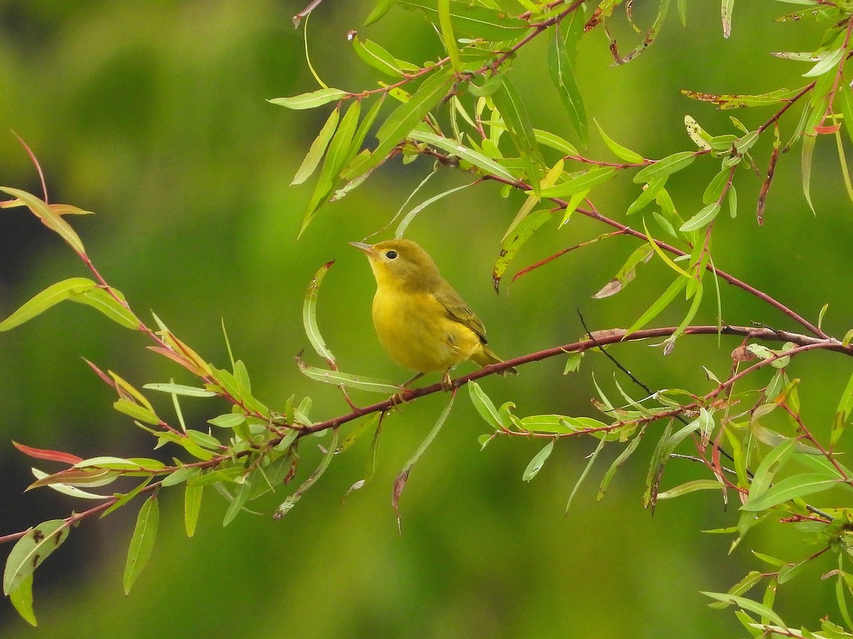 Yellow Warbler - ML623697726