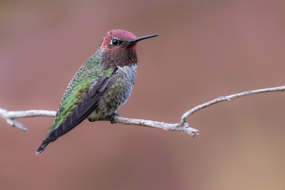 Anna's Hummingbird - ML623697727