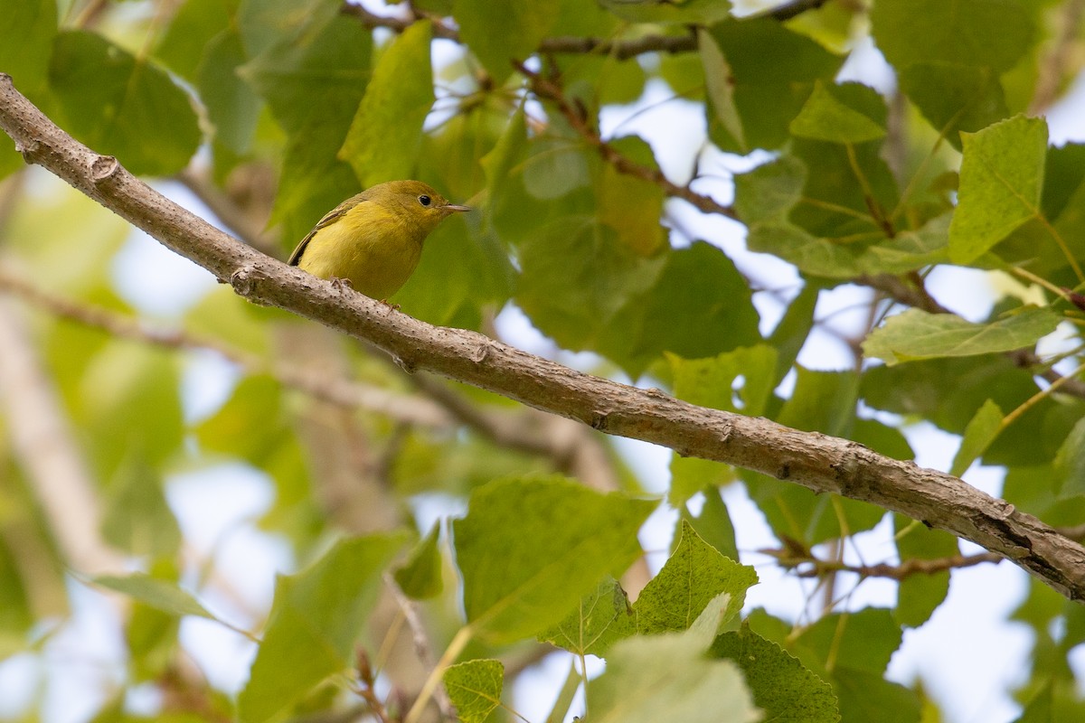 Yellow Warbler (Northern) - ML623697728