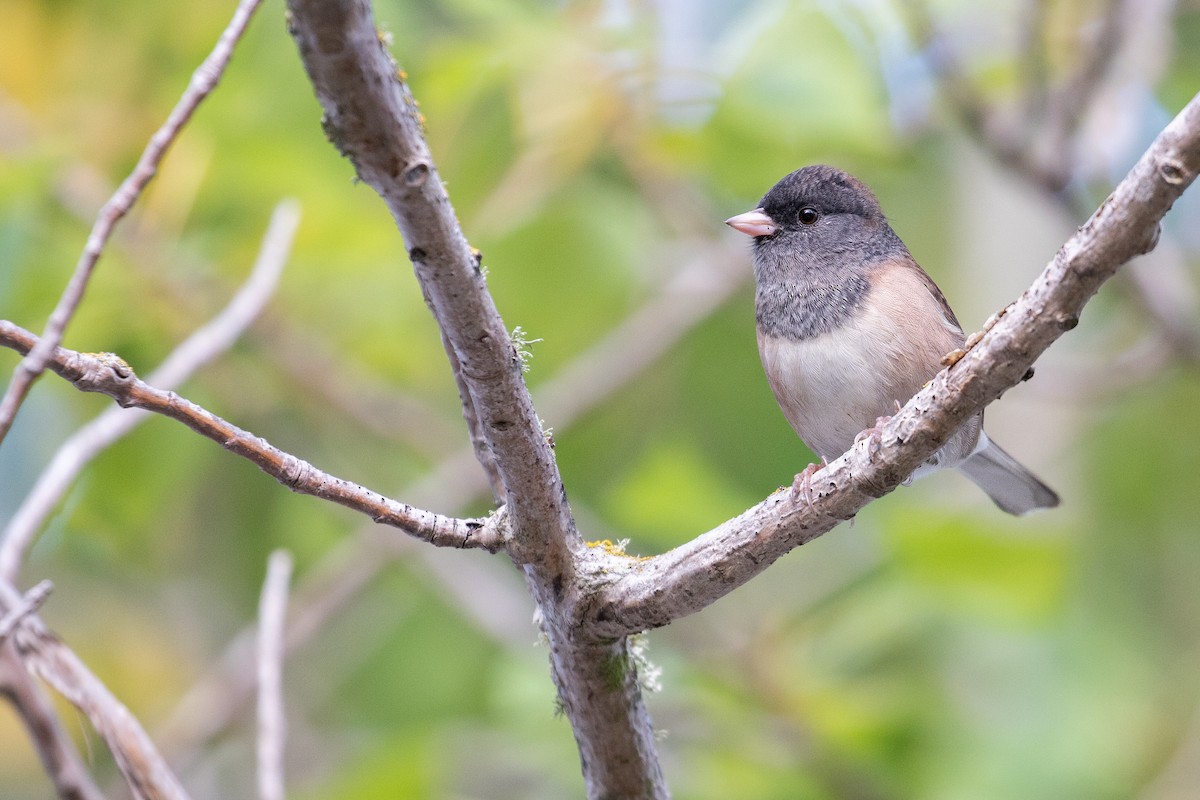 Dark-eyed Junco (Oregon) - ML623697730