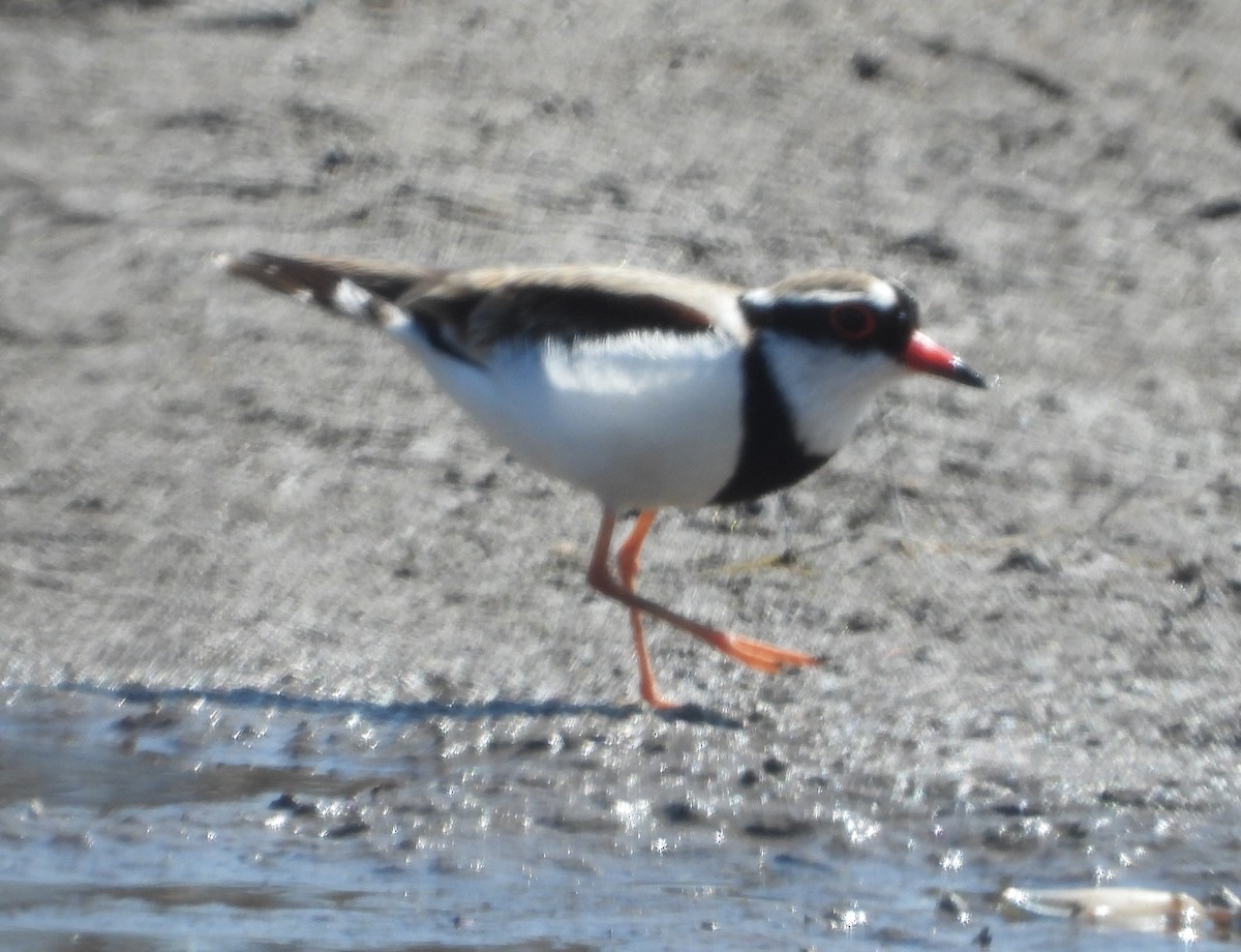 Black-fronted Dotterel - ML623697743