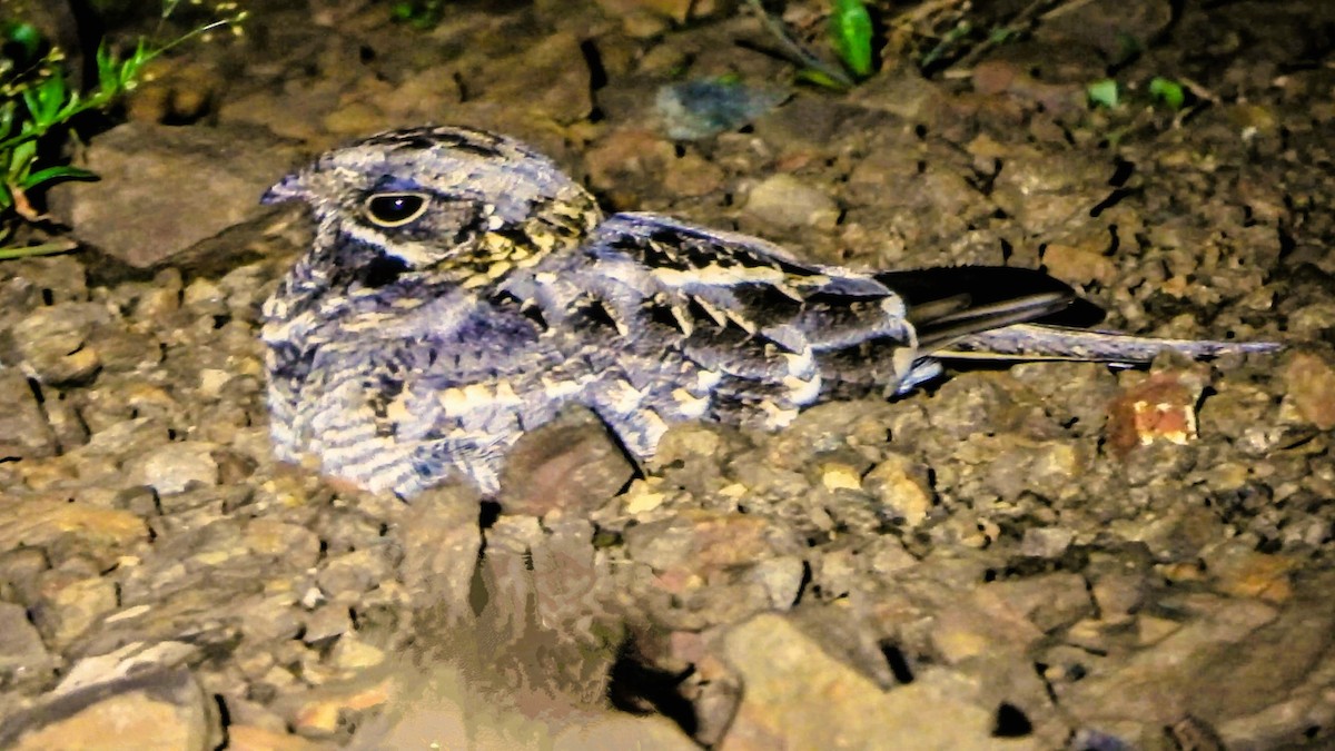 Indian Nightjar - ML623697767