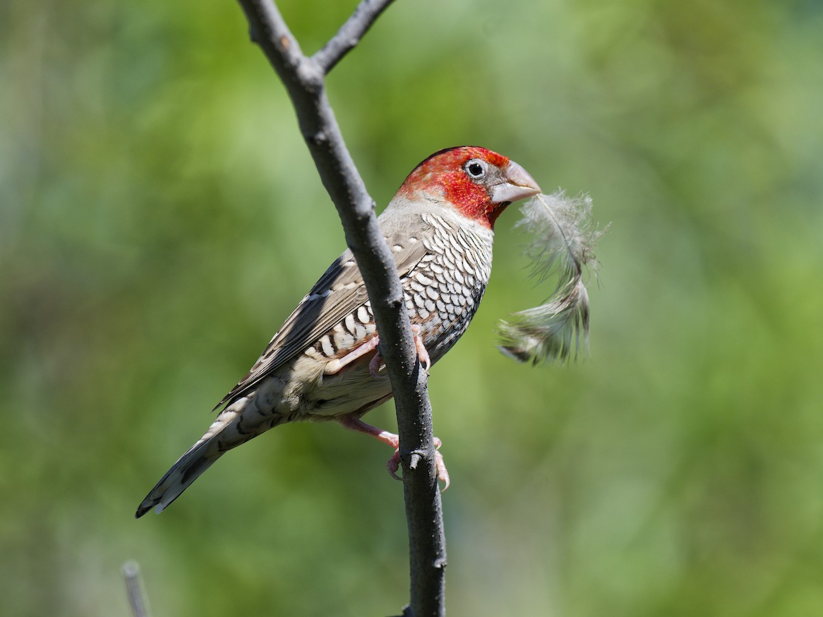 Red-headed Finch - ML623697818