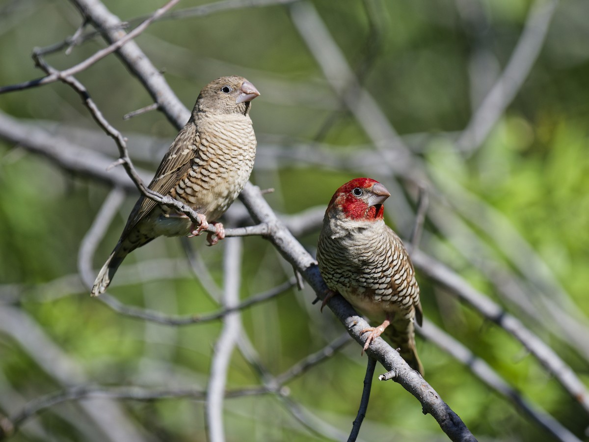 Red-headed Finch - ML623697819