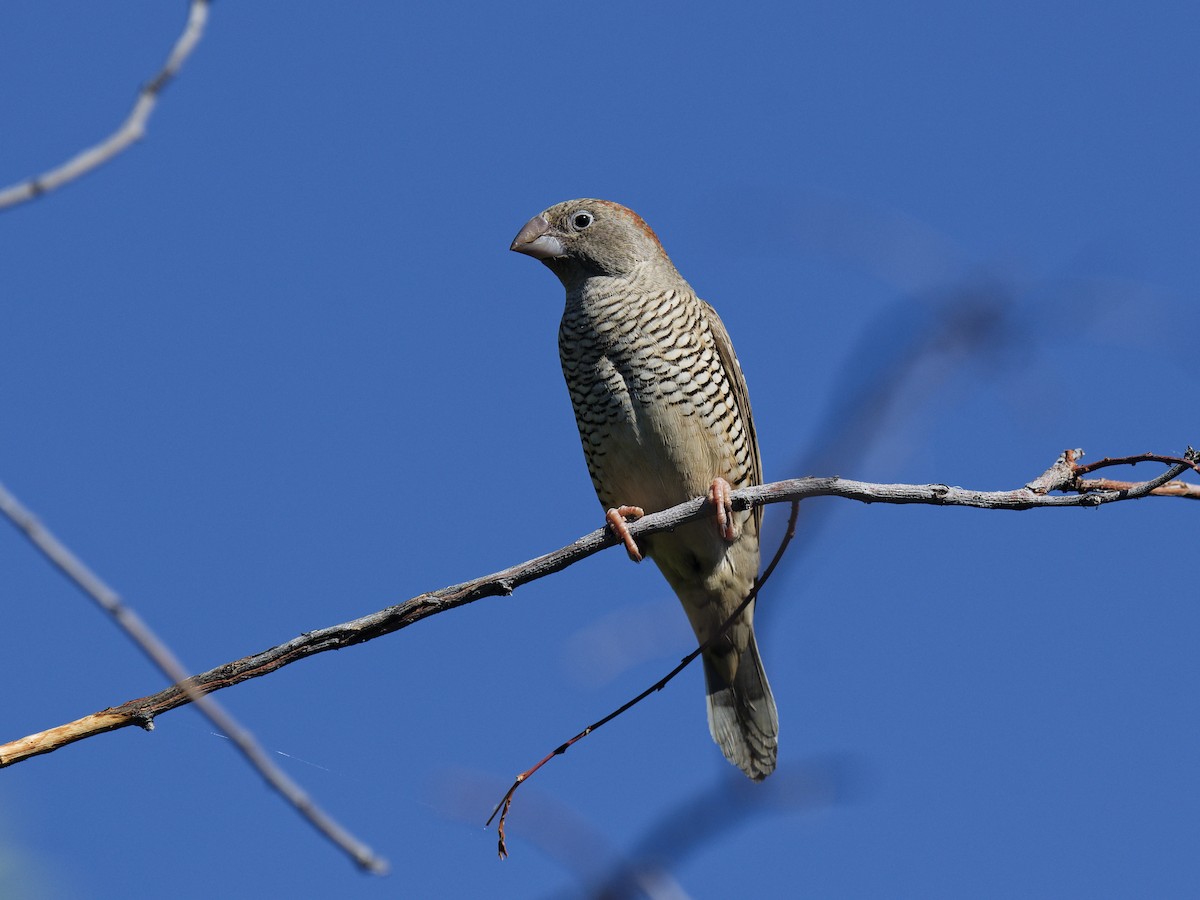 Red-headed Finch - ML623697820