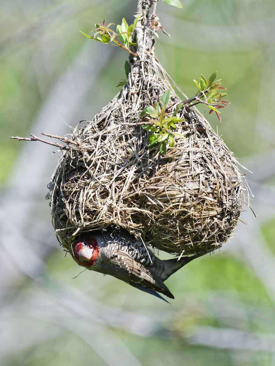 Red-headed Finch - ML623697821