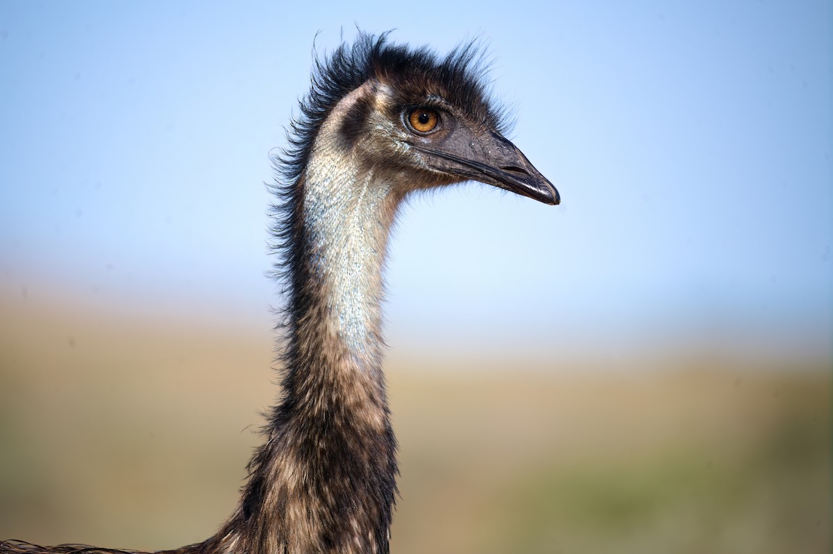 Emu - ML623697862