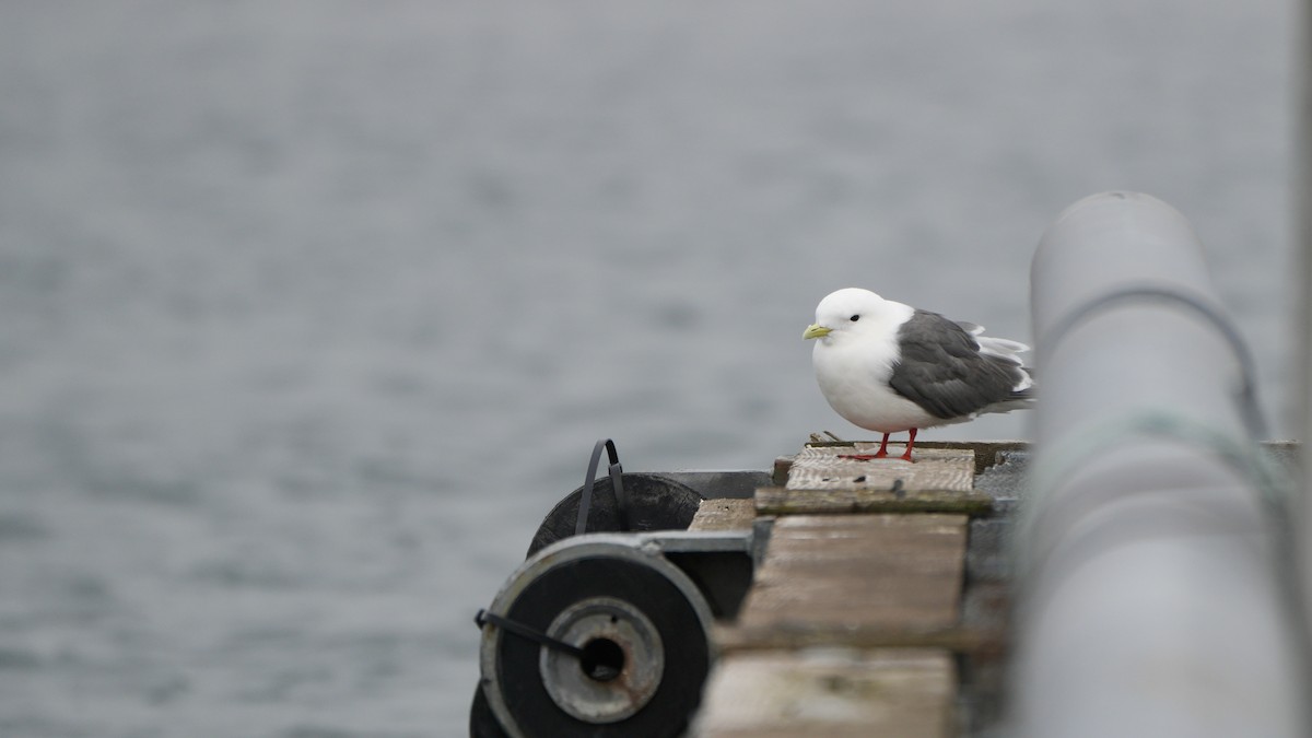 Red-legged Kittiwake - ML623697914