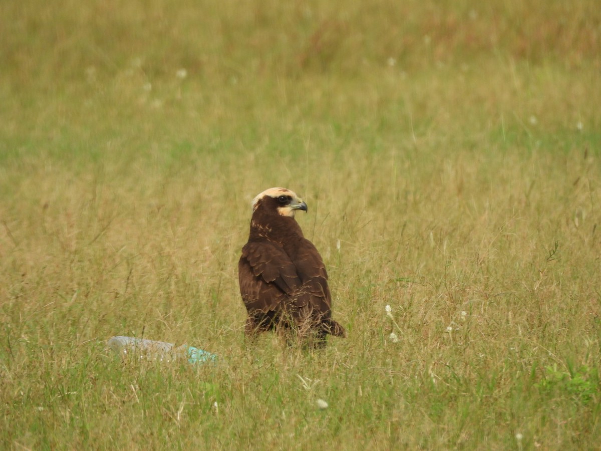 Western Marsh Harrier - Ranjeet Singh