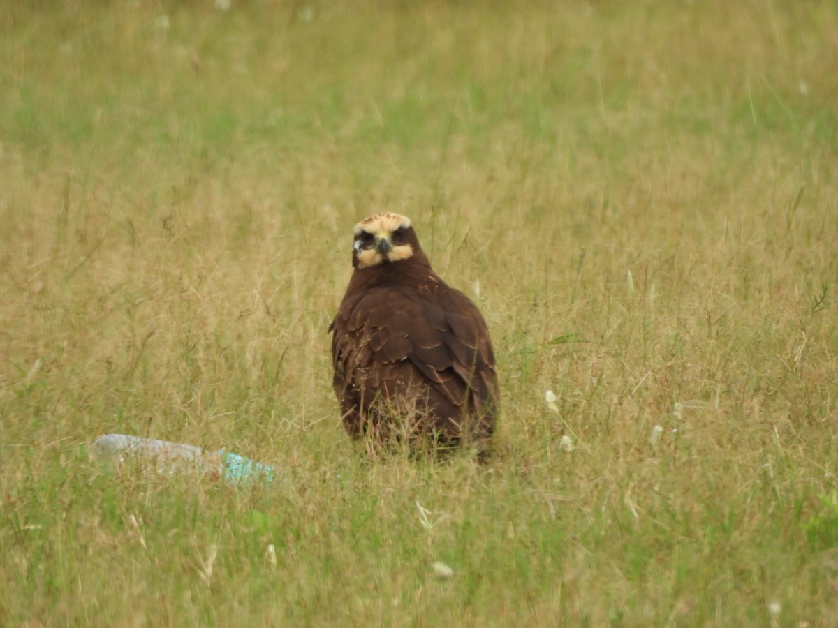 Western Marsh Harrier - ML623698054