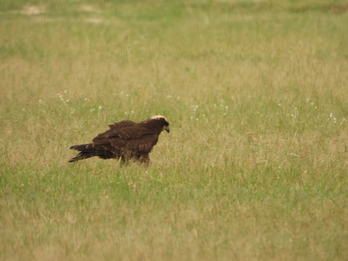 Western Marsh Harrier - ML623698055