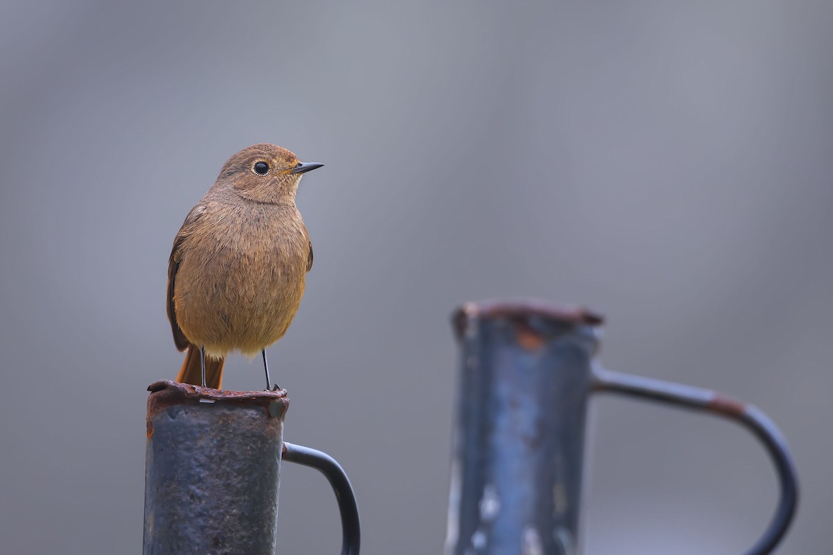 Black Redstart - ML623698060