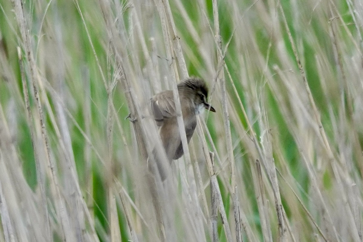 Great Reed Warbler - ML623698062