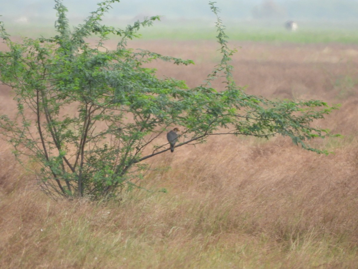 Red-necked Falcon - ML623698064