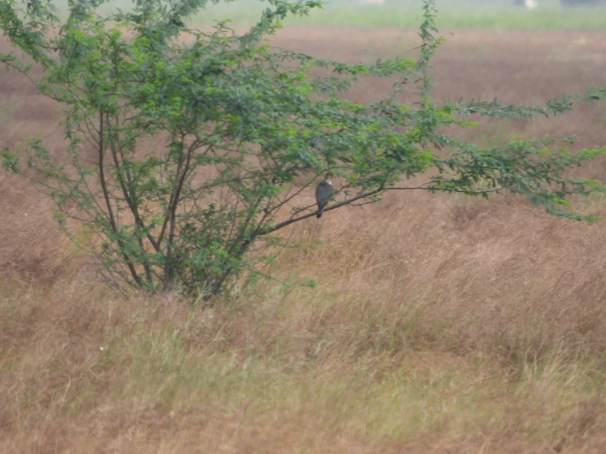 Red-necked Falcon - ML623698065