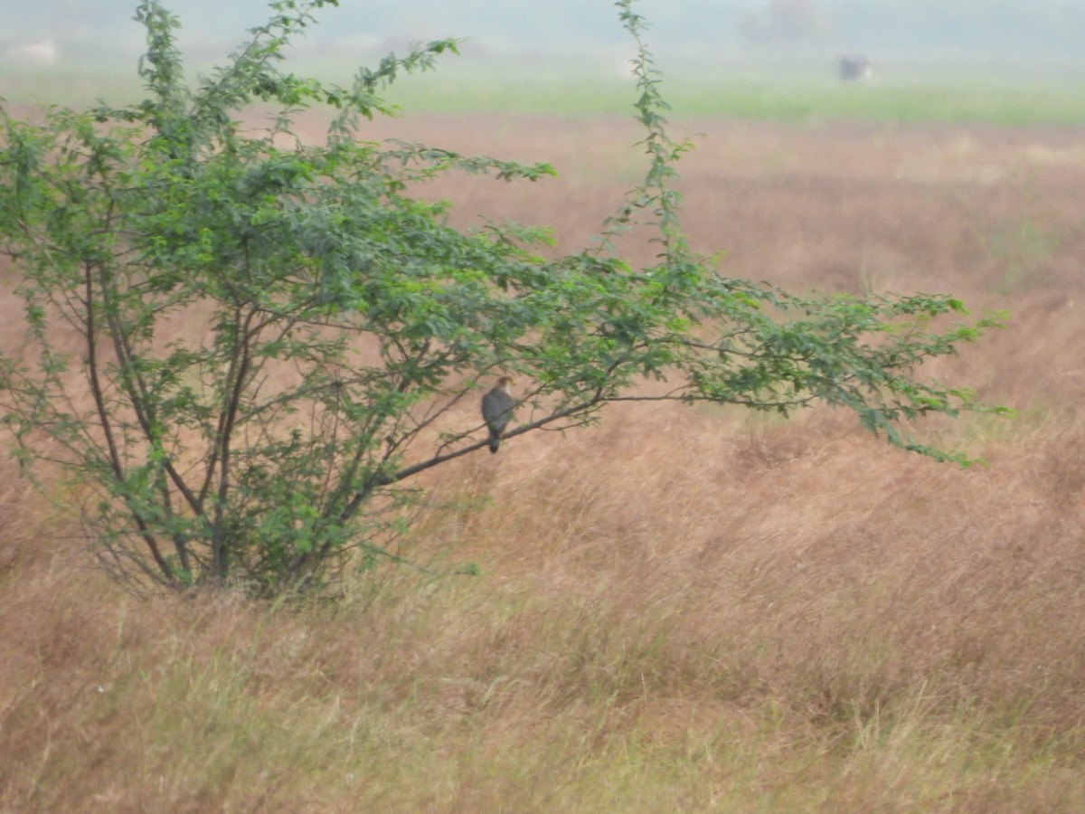 Red-necked Falcon - ML623698067