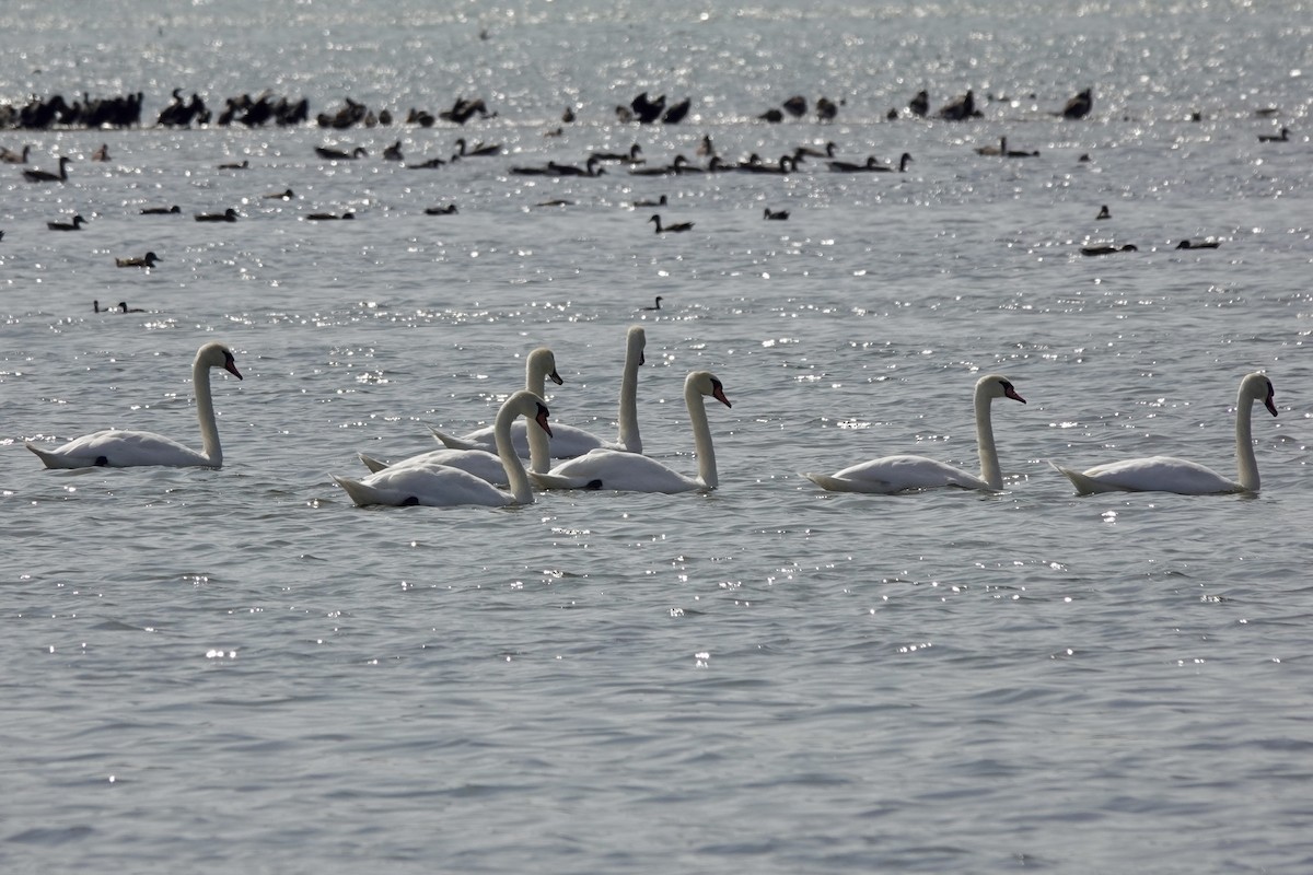 Mute Swan - ML623698074