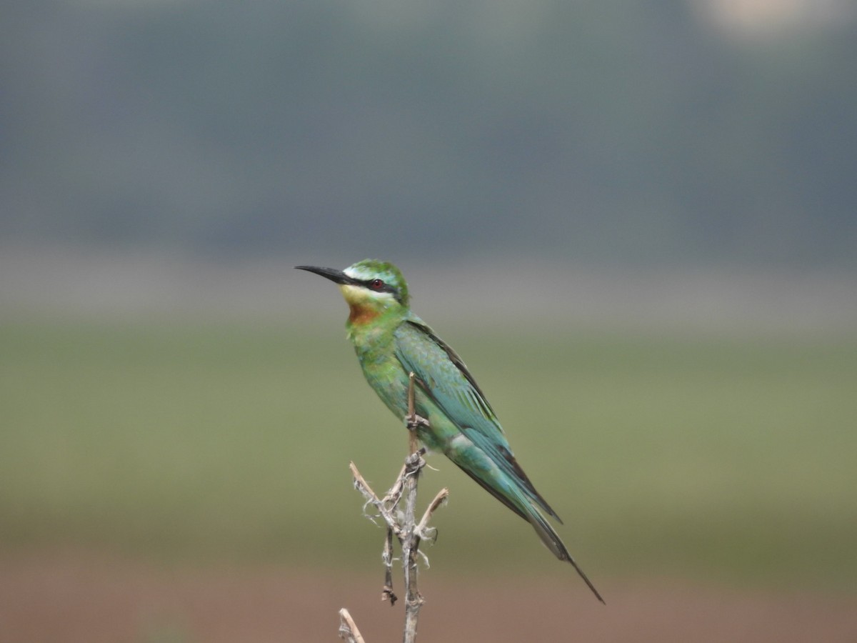 Blue-cheeked Bee-eater - ML623698075