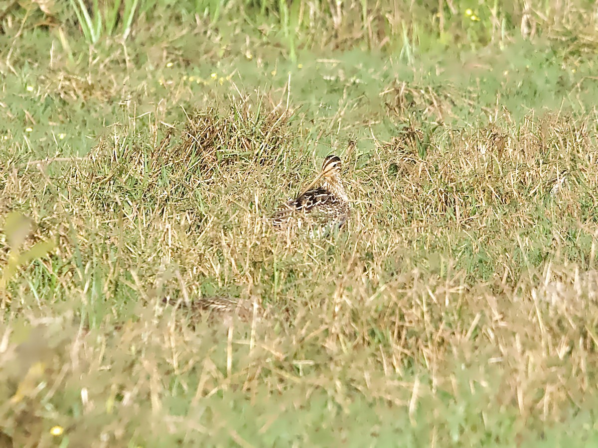 Latham's Snipe - ML623698081