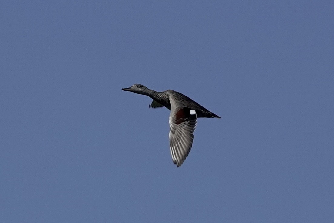 Gadwall (Common) - ML623698082