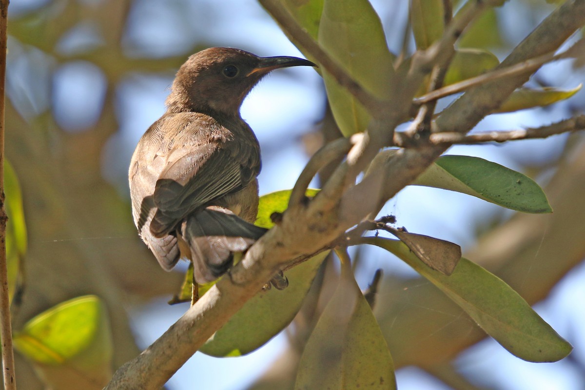 Dusky Myzomela - ML623698092