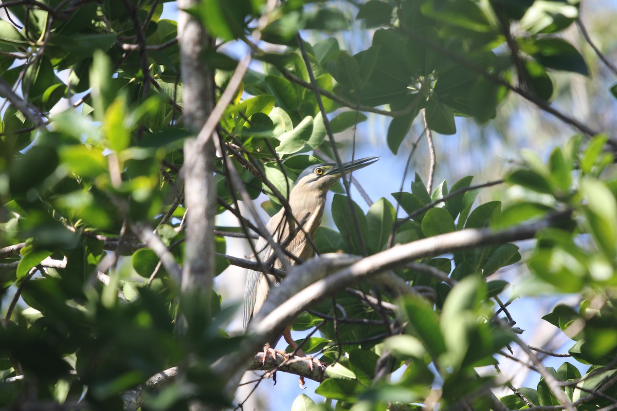 Nankeen Night Heron - Andrew Hogg