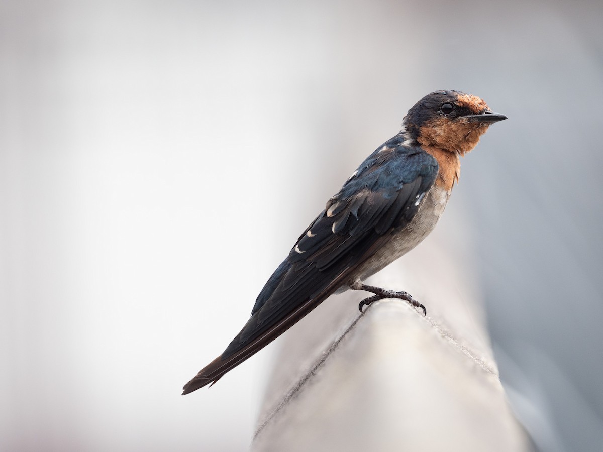 Pacific Swallow - ML623698135