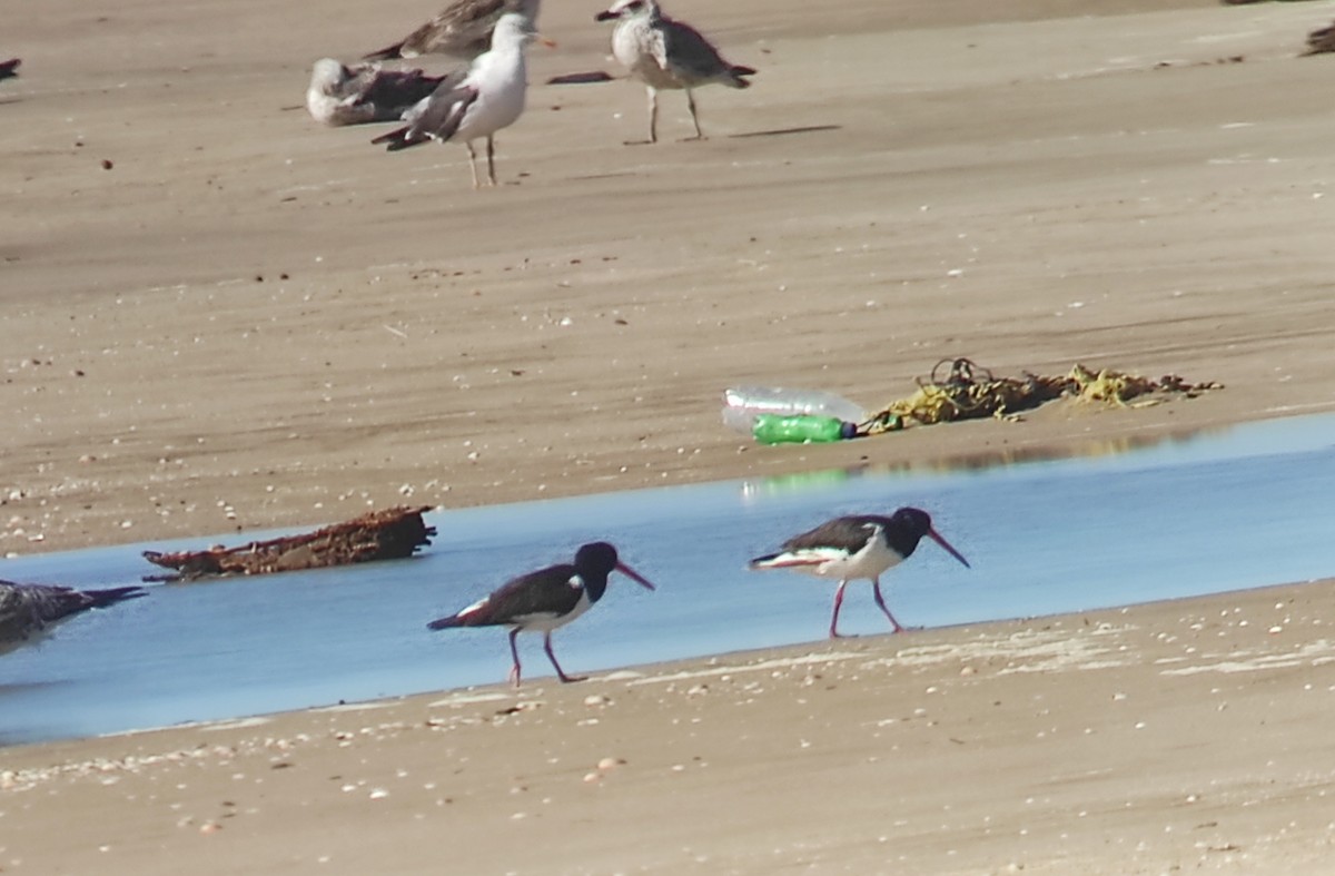 Eurasian Oystercatcher - ML623698146