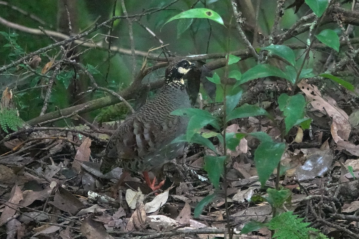 Taiwan Partridge - ML623698205