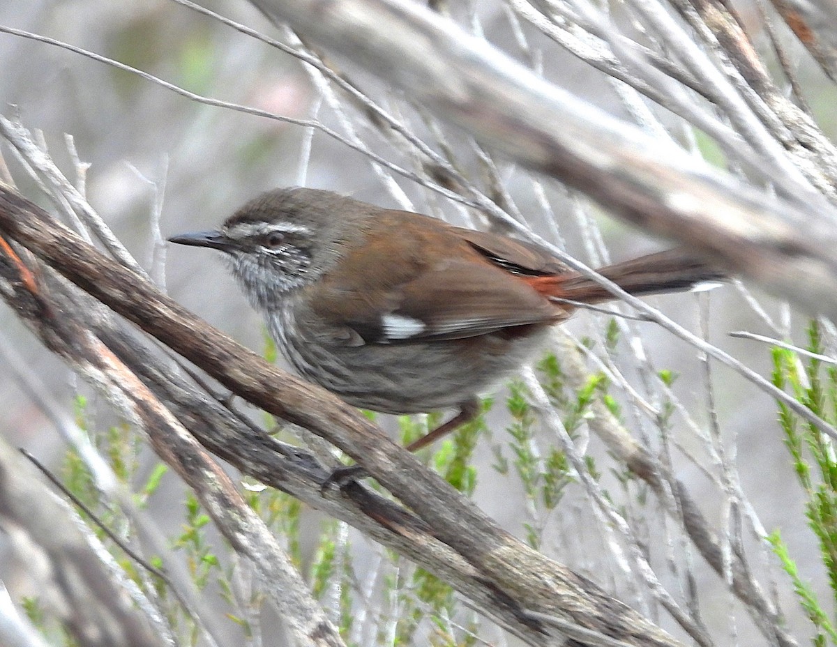 Shy Heathwren - ML623698217