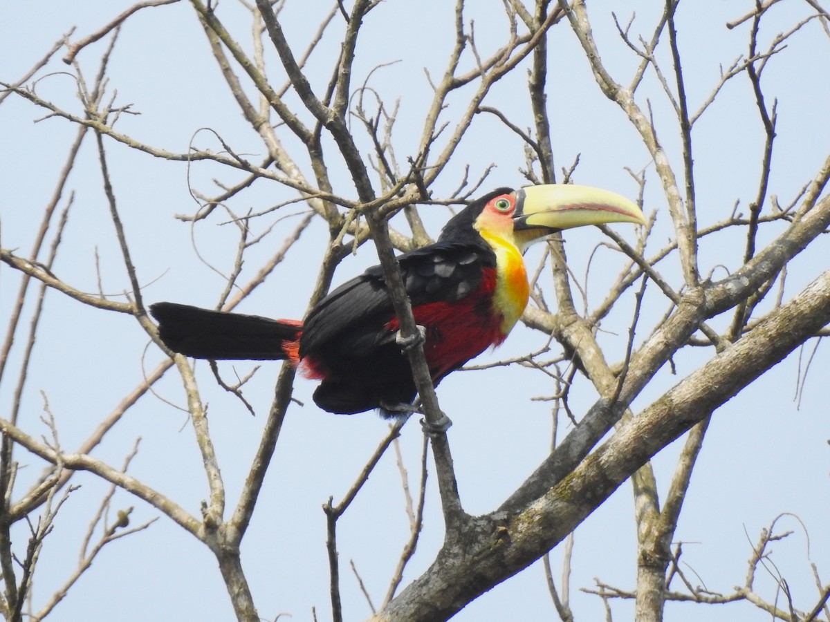 Red-breasted Toucan - ML623698242