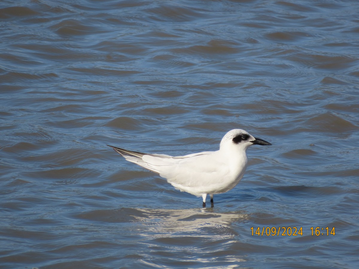 Australian Tern - ML623698305