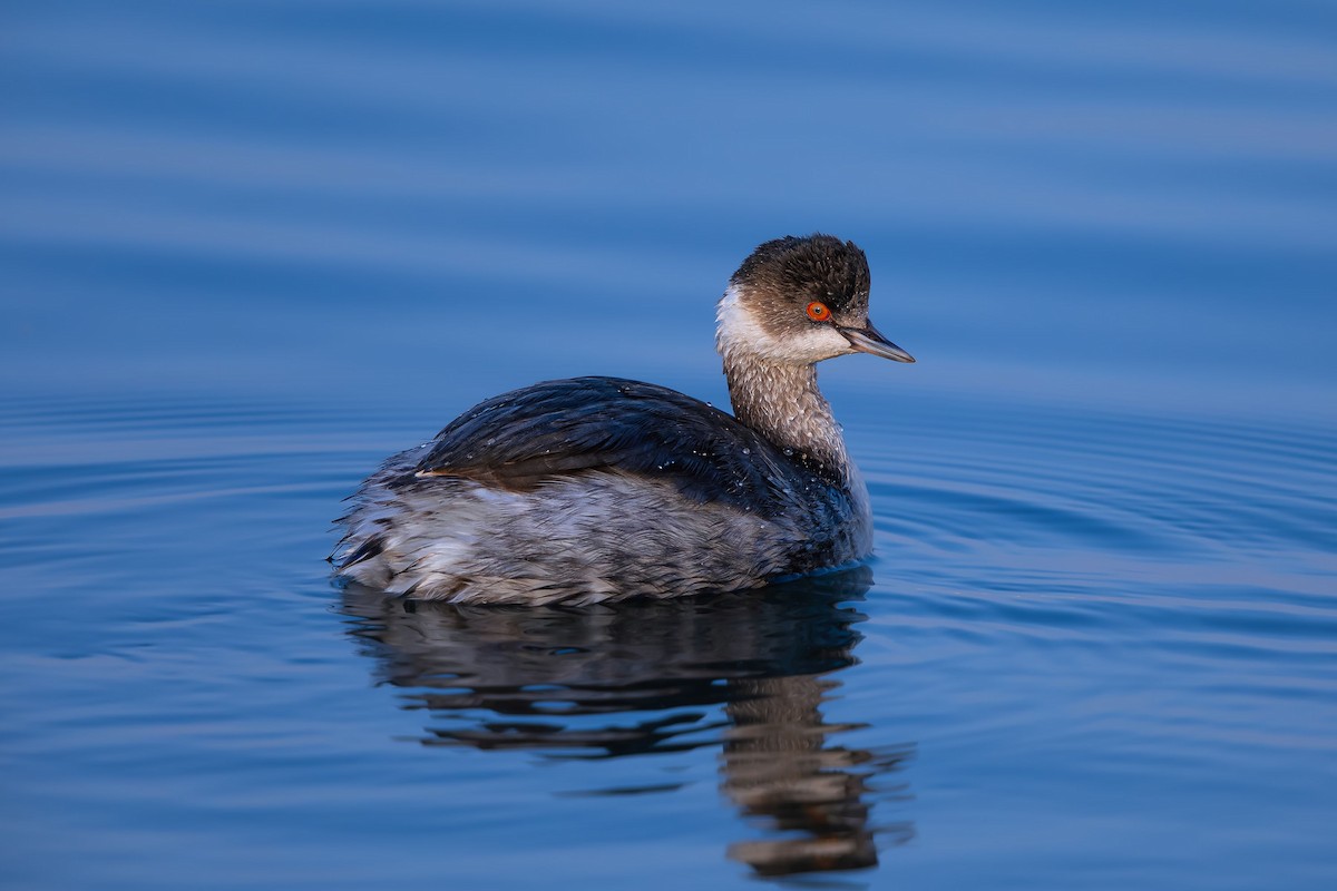 Eared Grebe - ML623698312