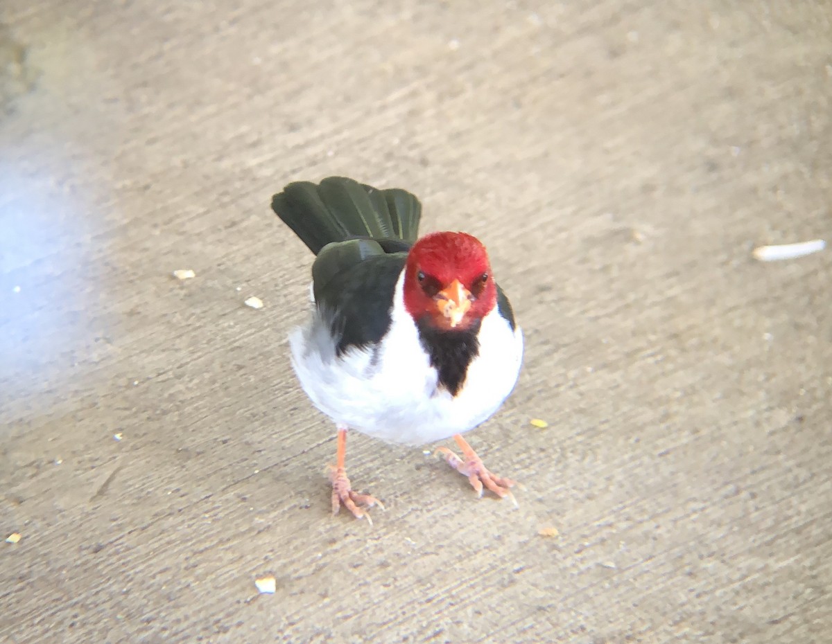 Yellow-billed Cardinal - ML623698333