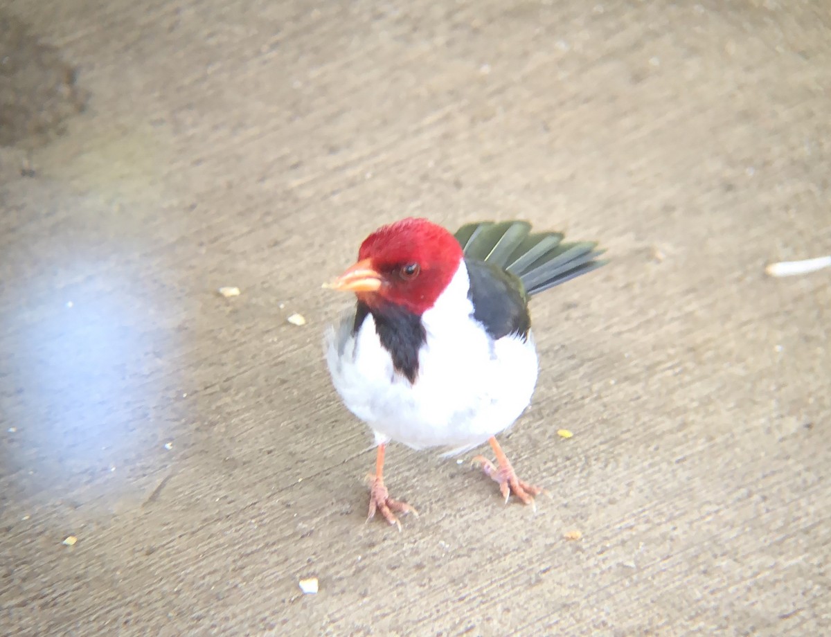 Yellow-billed Cardinal - ML623698334