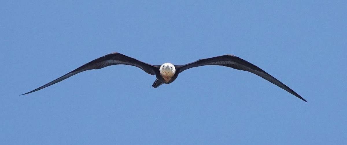 Great Frigatebird - ML623698345