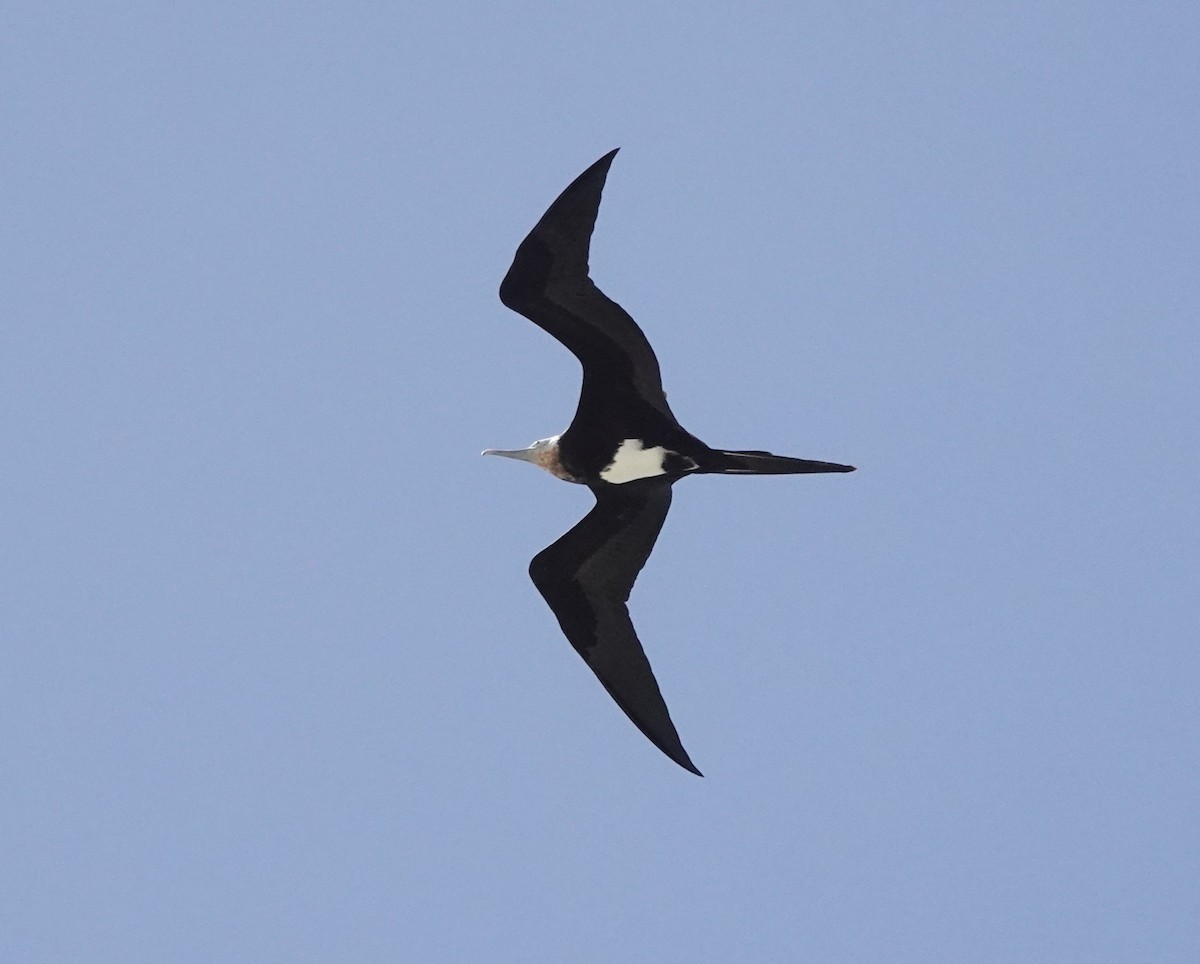 Great Frigatebird - ML623698353