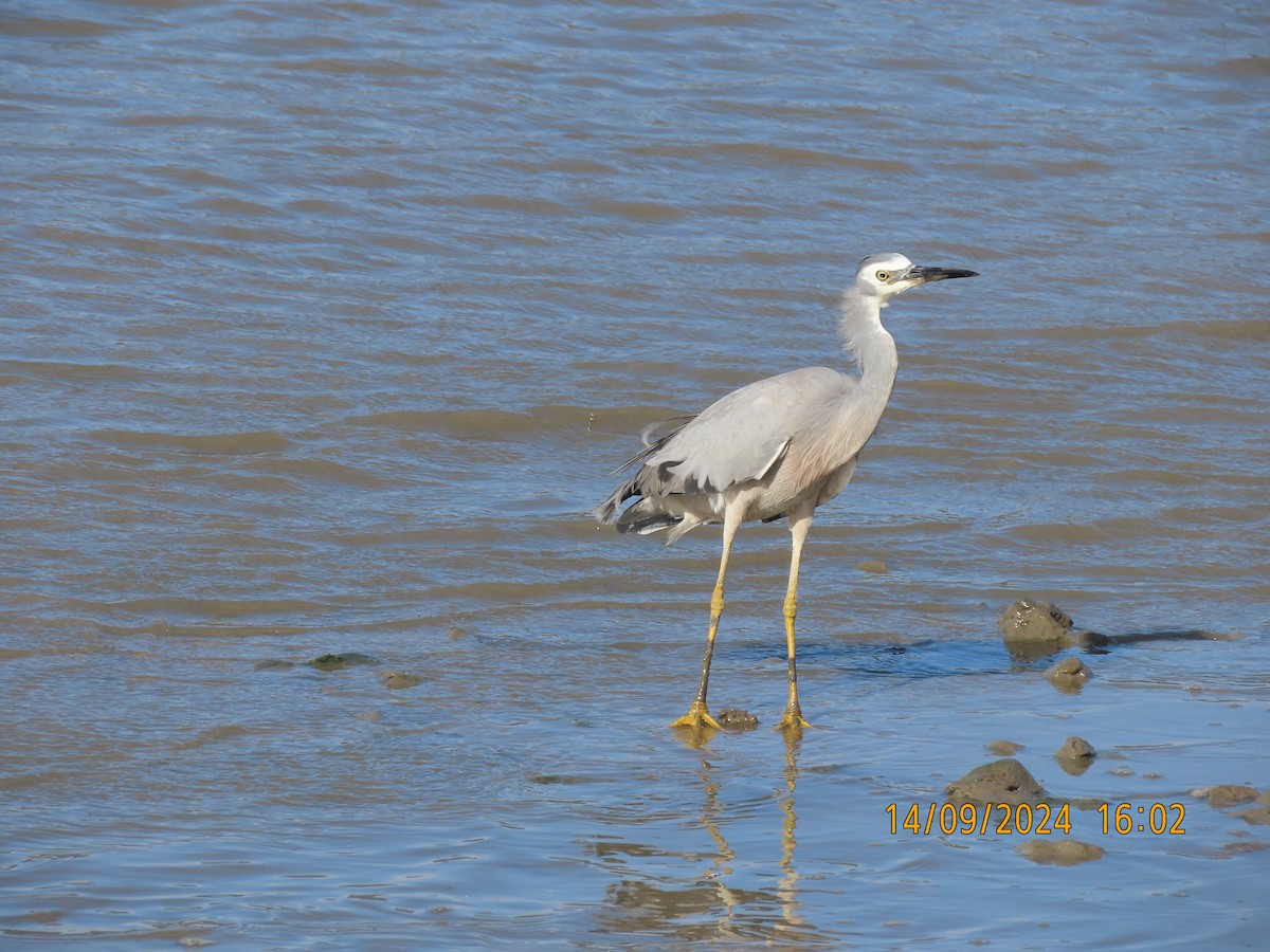 White-faced Heron - ML623698404