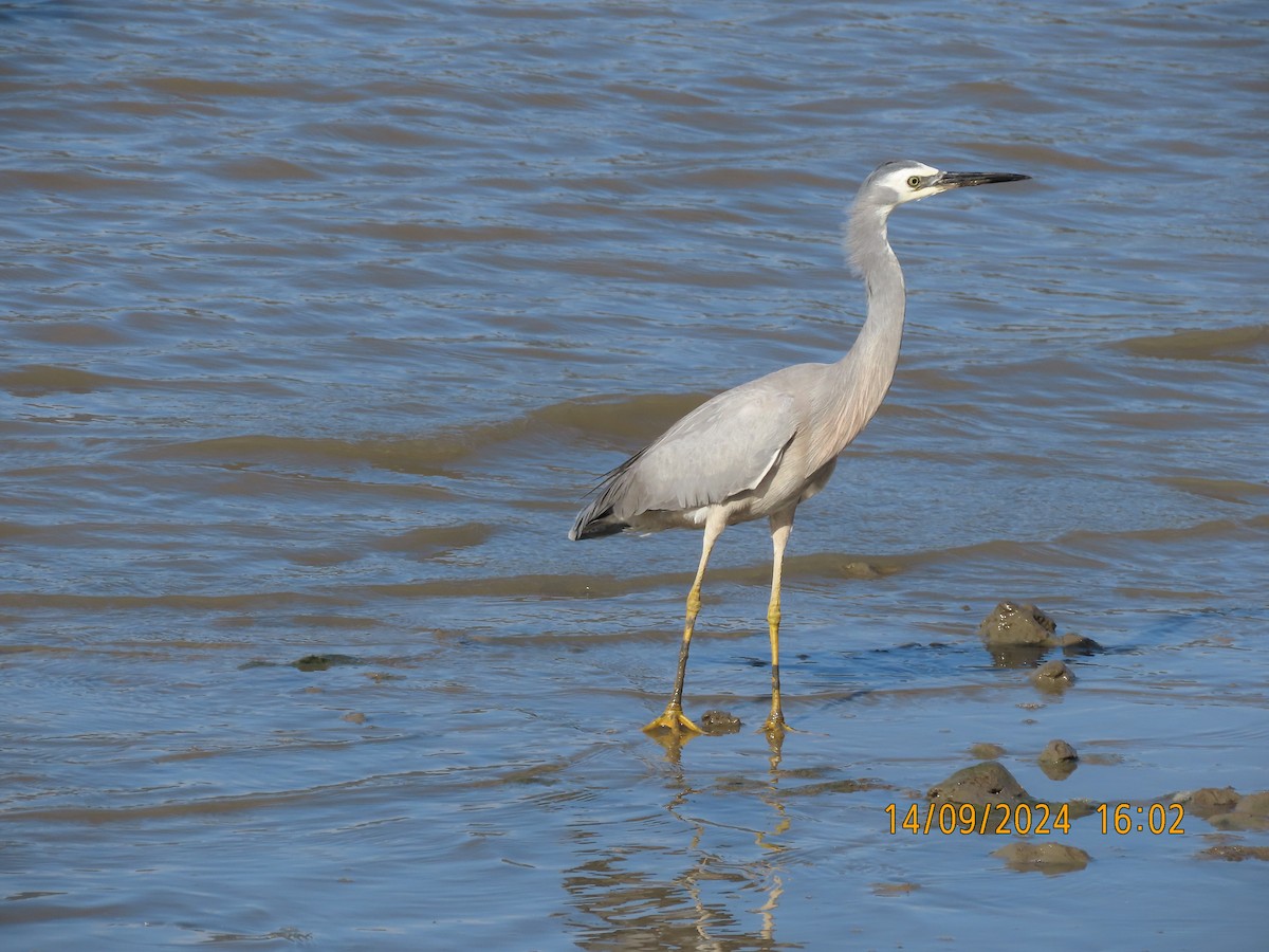 White-faced Heron - ML623698408