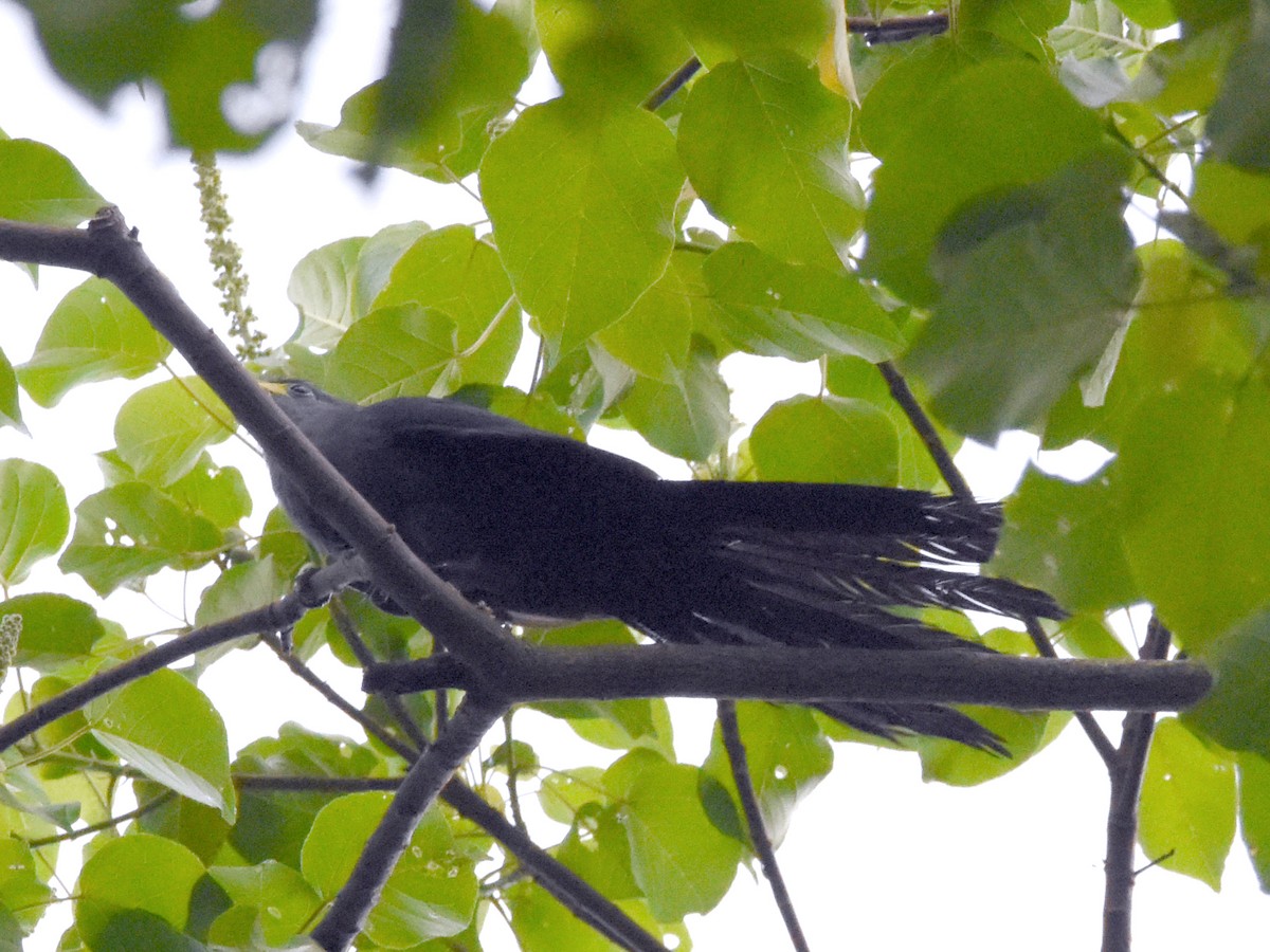 Blue Malkoha - ML623698425