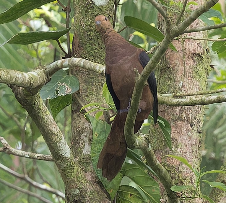 Philippine Cuckoo-Dove - ML623698428