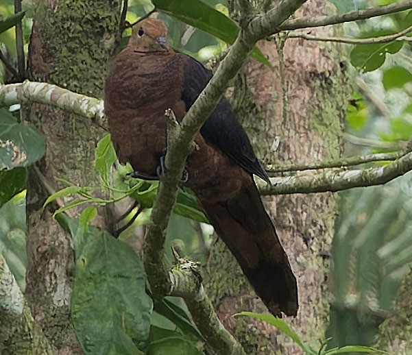 Philippine Cuckoo-Dove - ML623698429