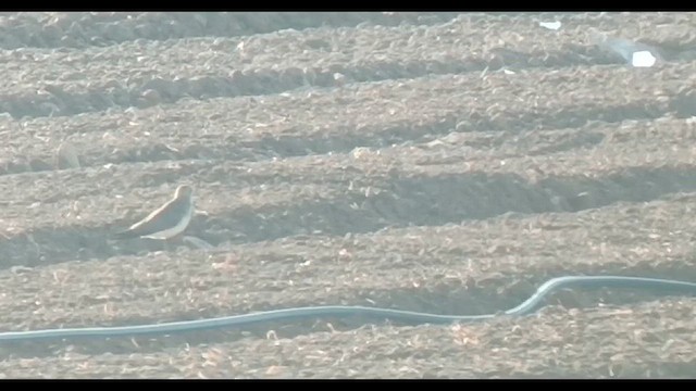 Black-winged Pratincole - ML623698432