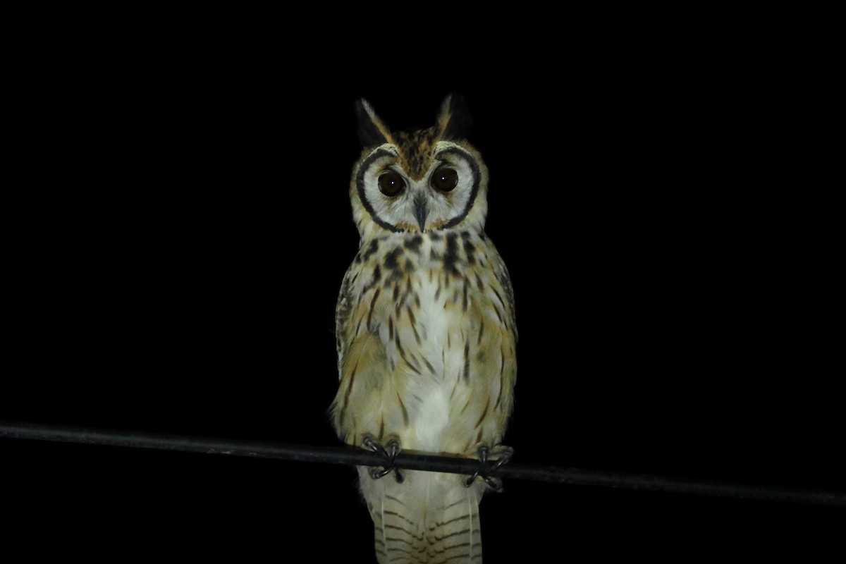 Striped Owl - ML623698439