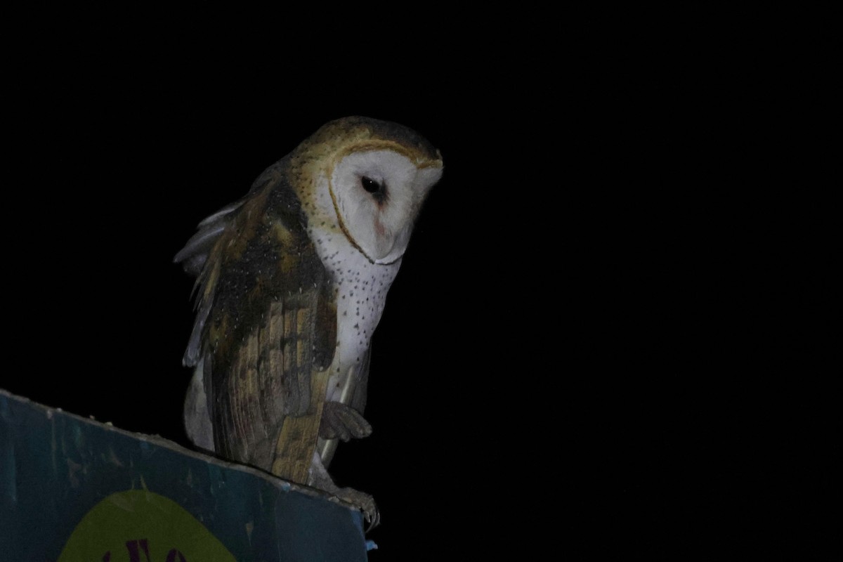 Barn Owl - ML623698443