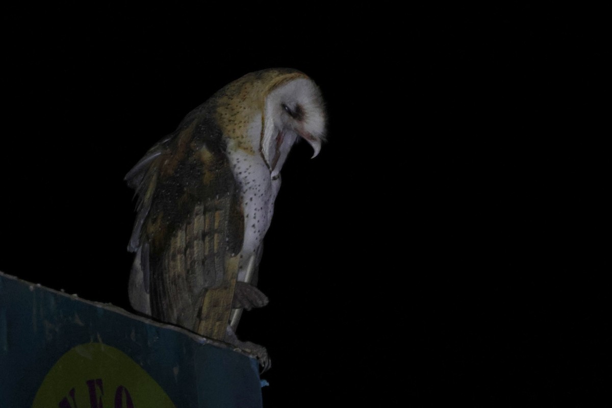 Barn Owl - ML623698444