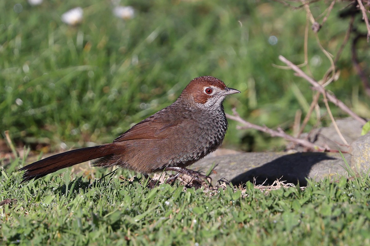 Rufous Bristlebird - ML623698458