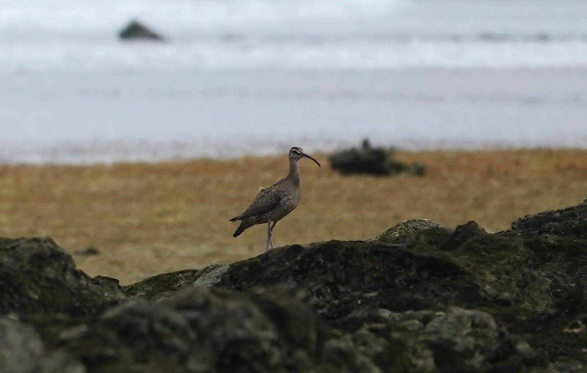 Whimbrel - ML623698459